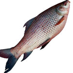 Frozen Rohu GGS per fish